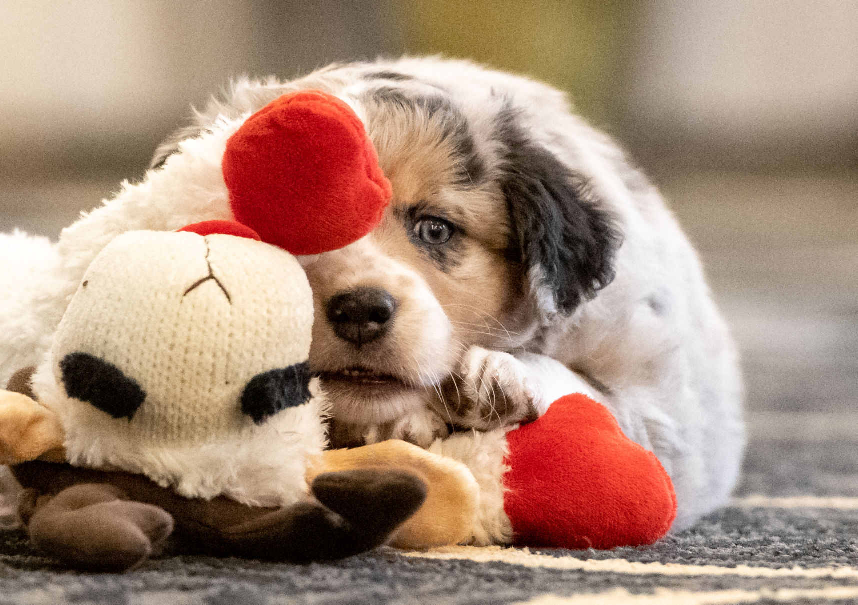 2020 Little Yellow Dog auction
